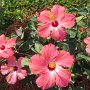 Hibiscus en fleurs presque chaque jour.